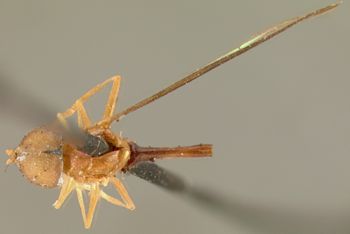 Media type: image;   Entomology 13123 Aspect: habitus dorsal view
